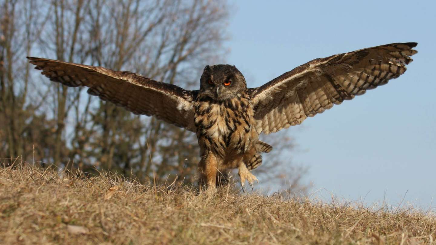 Bird Academy presents the largest owl