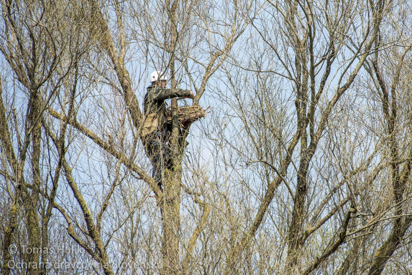 Eagle owl likes artificial nest