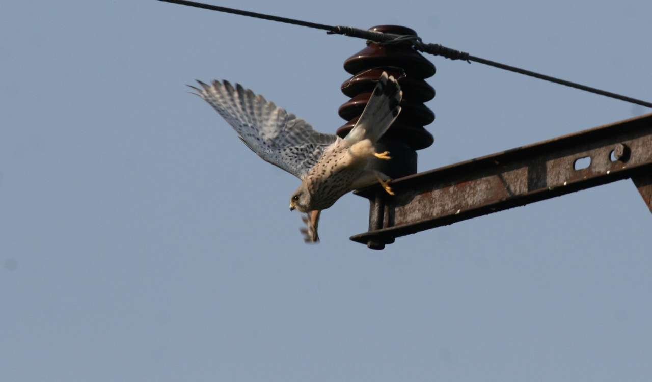 Birds and electricity
