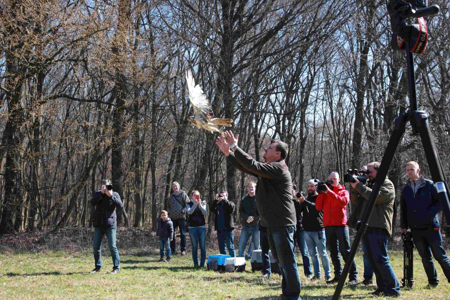 The release of the three birds of prey in nature near Rozhanovce