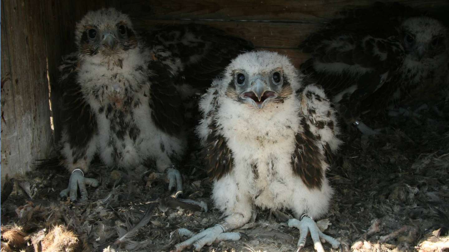 They would not survive without help – people protect birds from collisions with power lines