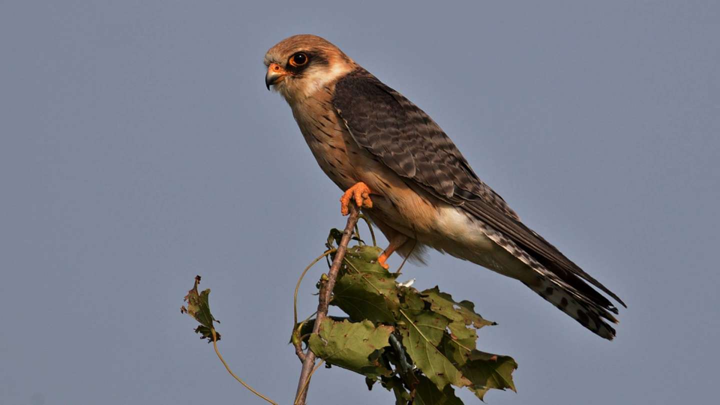 Do you think the summer will never end? Birds have already begun the migration