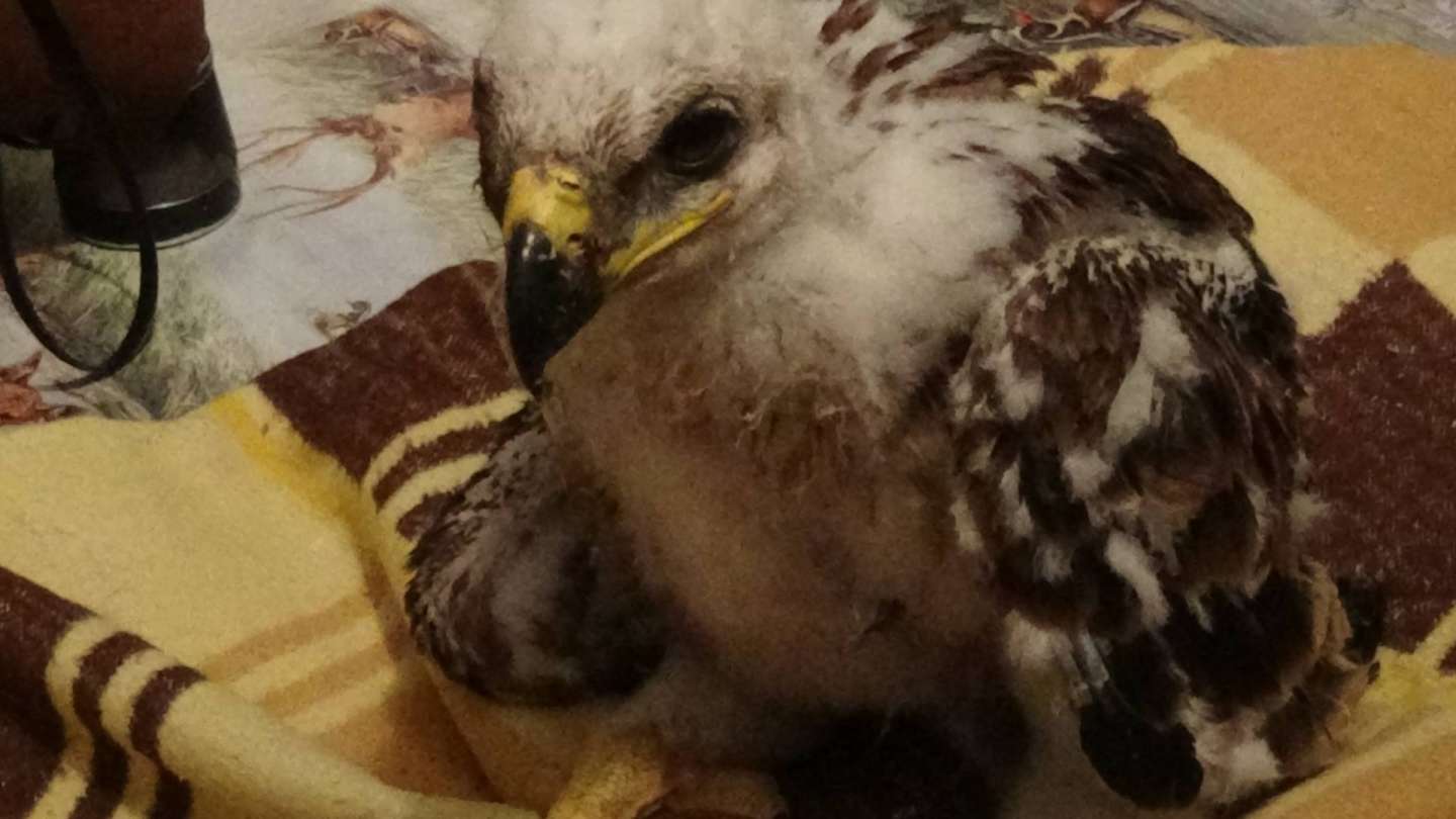 Vypadnuté mláďa orla kráľovského prežilo