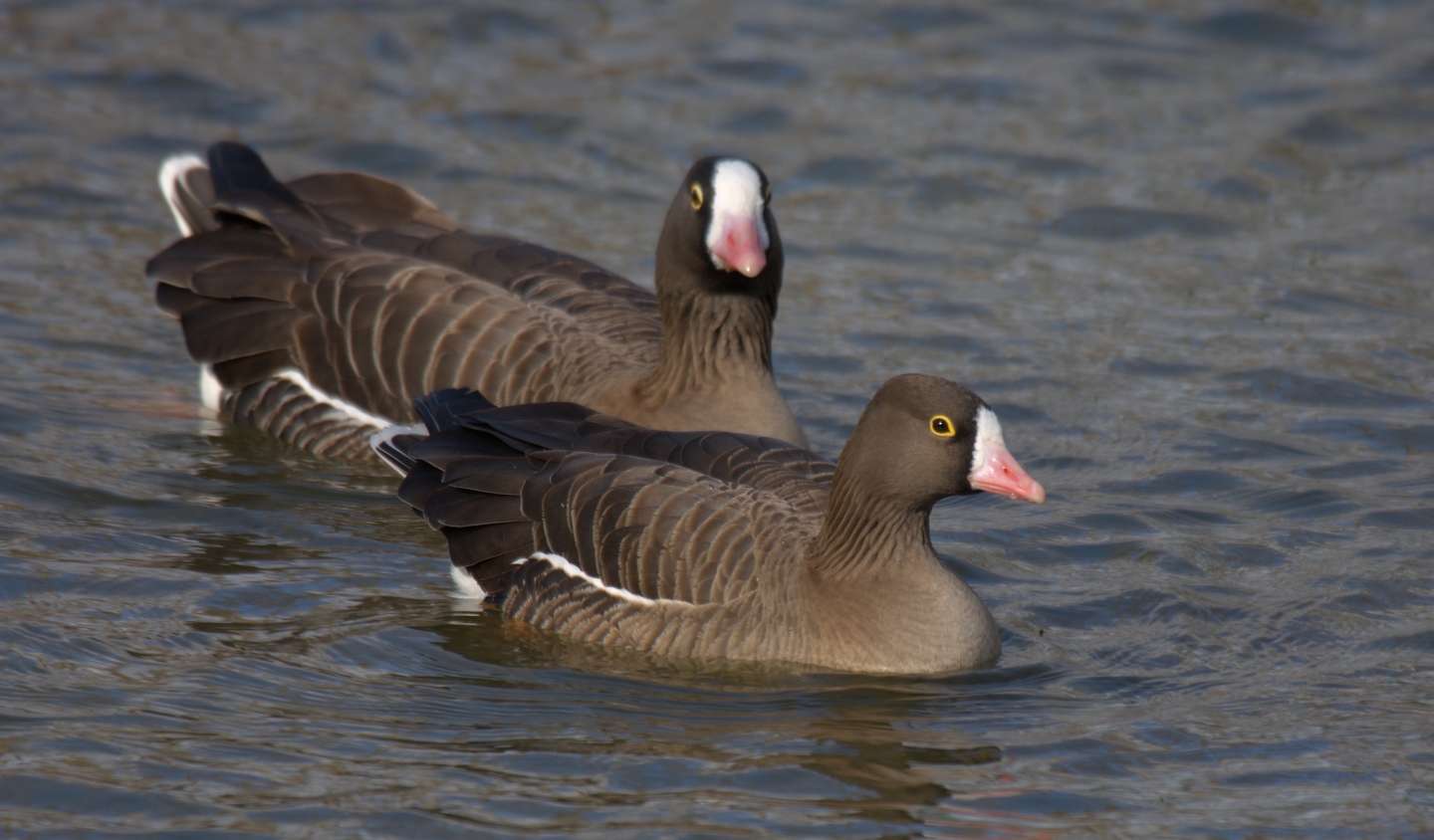 Lesser White-fronted Goose