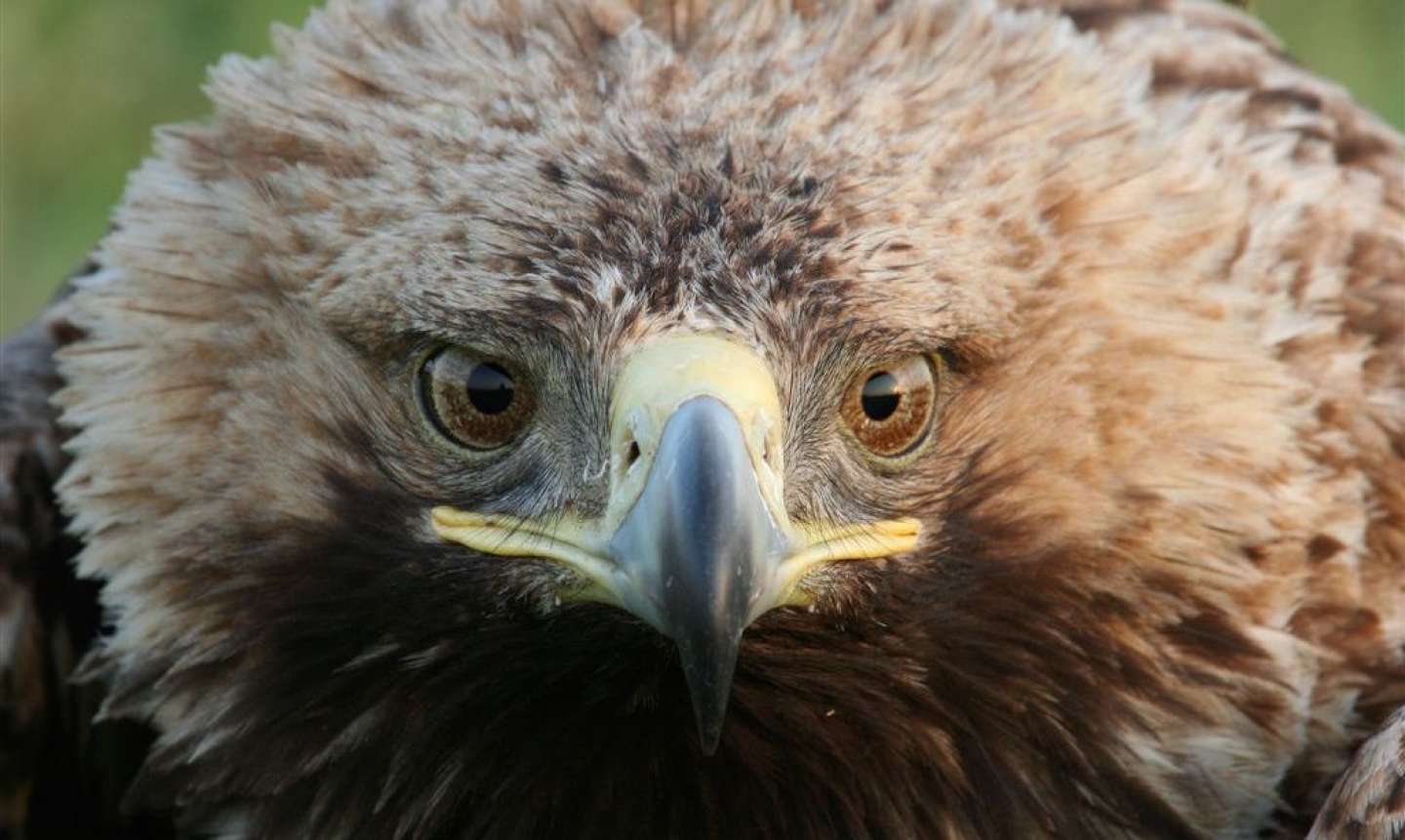 Raptor protection of Slovakia