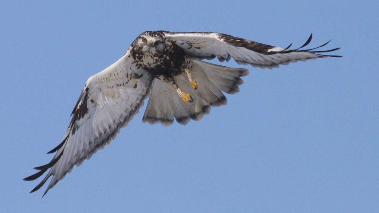 The first peak of spring migration will occur in the coming days