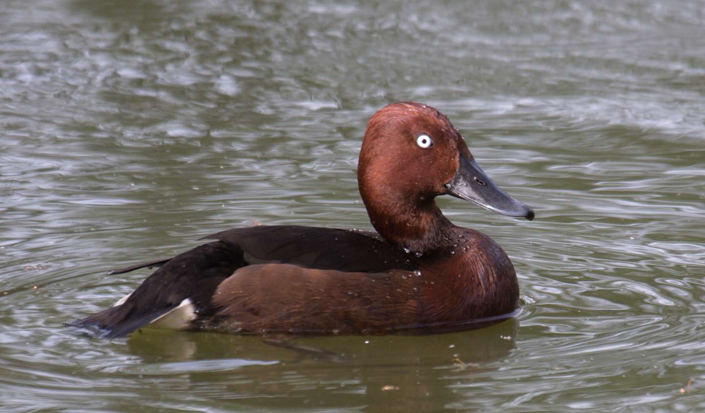 Ferruginous Duck