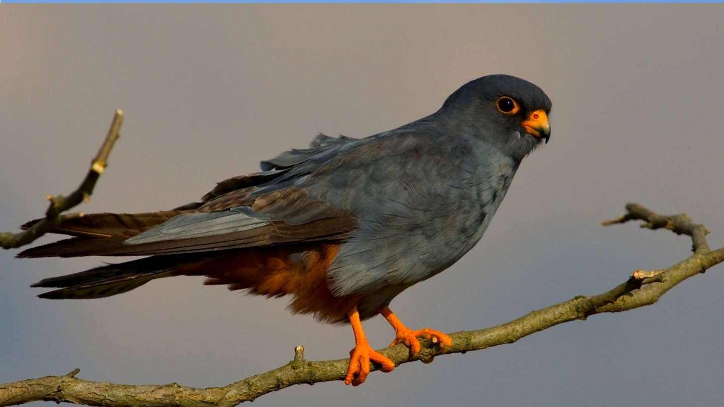 A rare falcon went to Africa through Olomouc