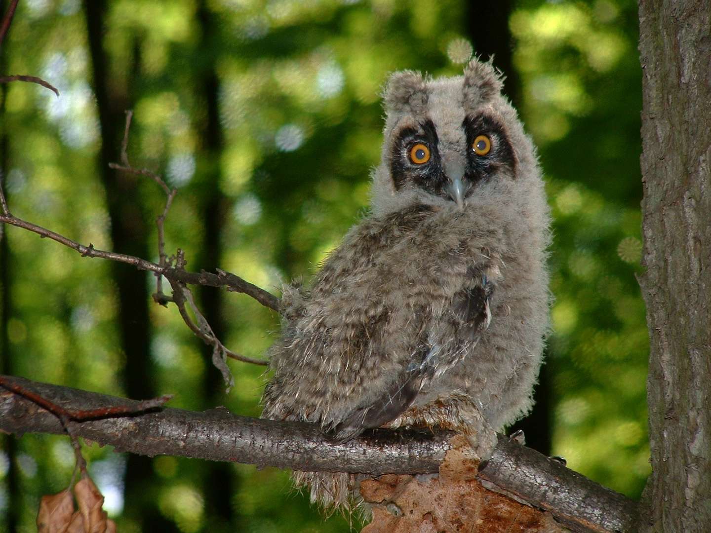 Opustené vtáčie mláďatá málokedy potrebujú ľudskú pomoc