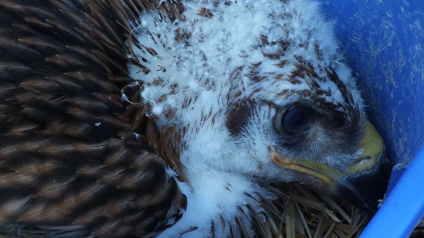 Opustené mláďa vzácneho orla kráľovského má už týždeň nových rodičov