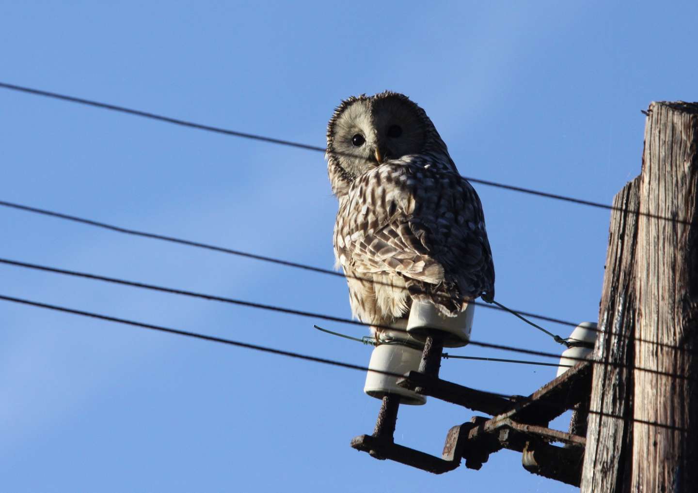 We know the winners of the photo competition &quot;I&#039;m sitting on the line and I&#039;m fine&quot;