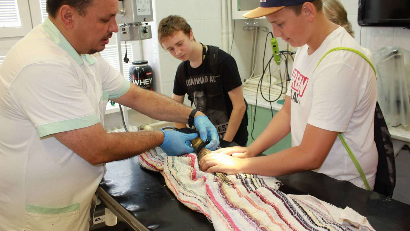 Pupils assisted in treating the injured bird