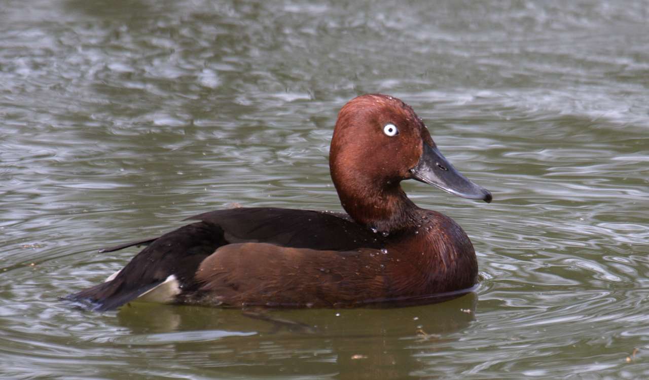 Chochlačka bielooká