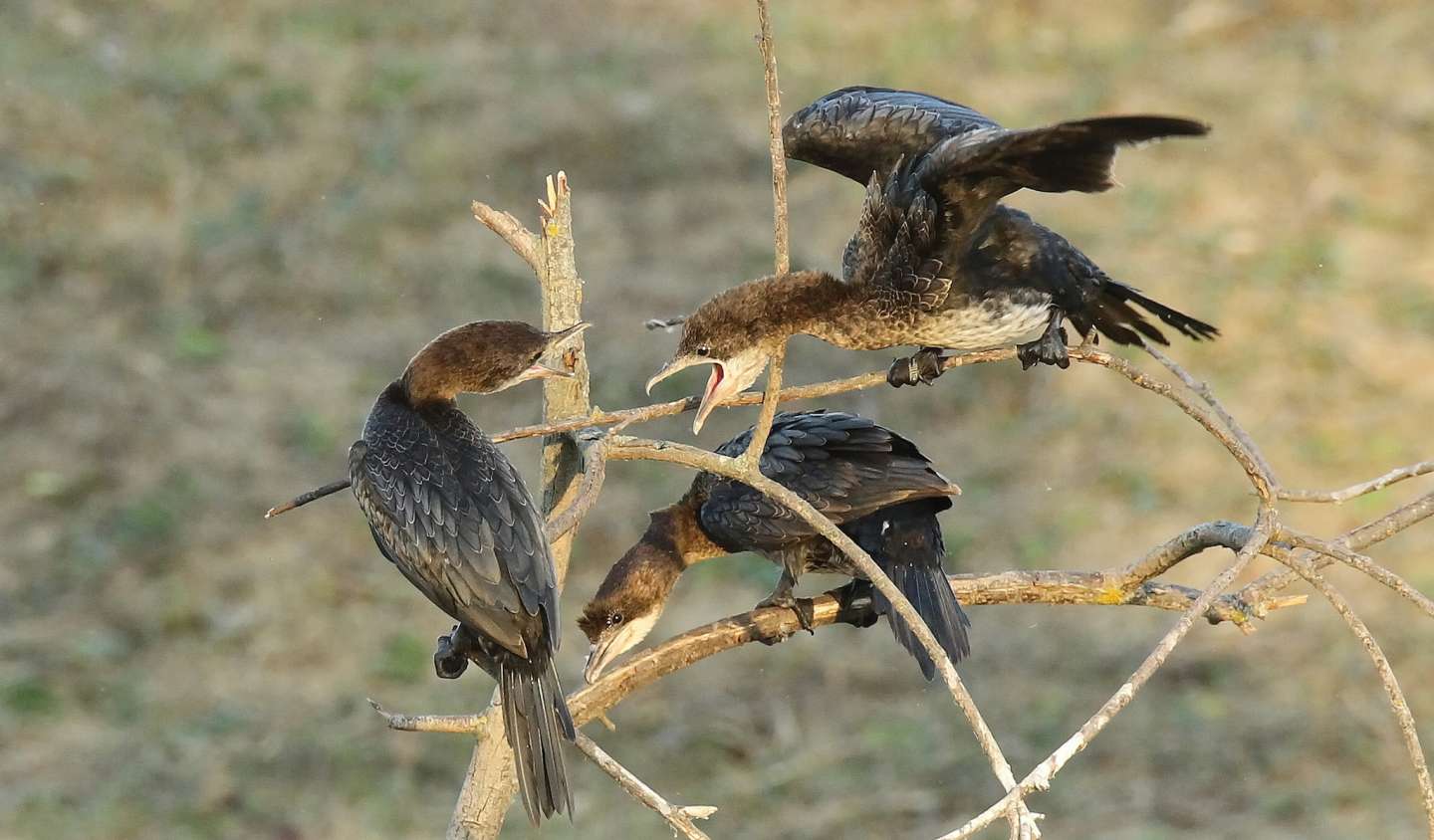 Pygmy Cormorant