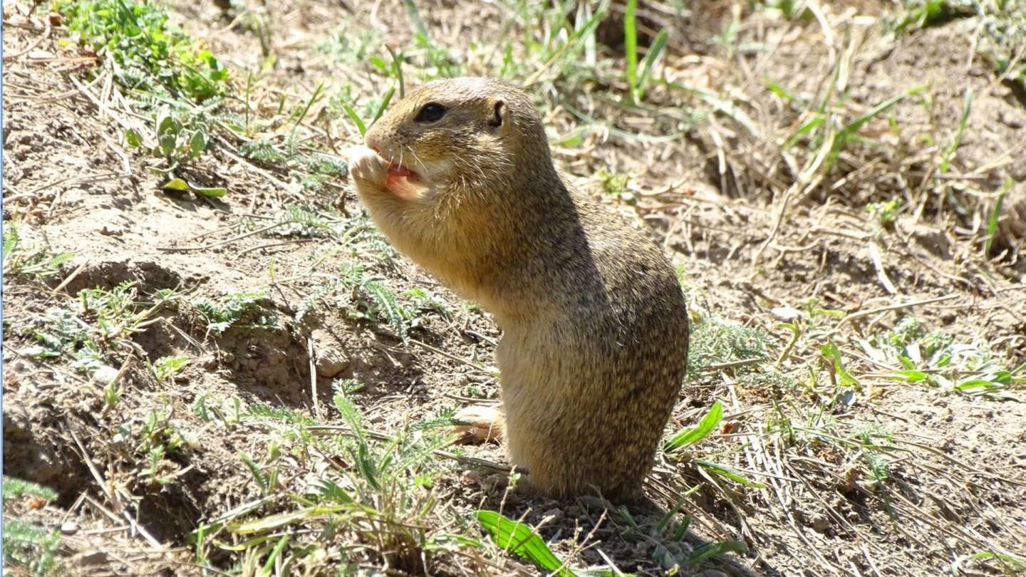 European ground squirells woke up, they help them with apples and sunflower