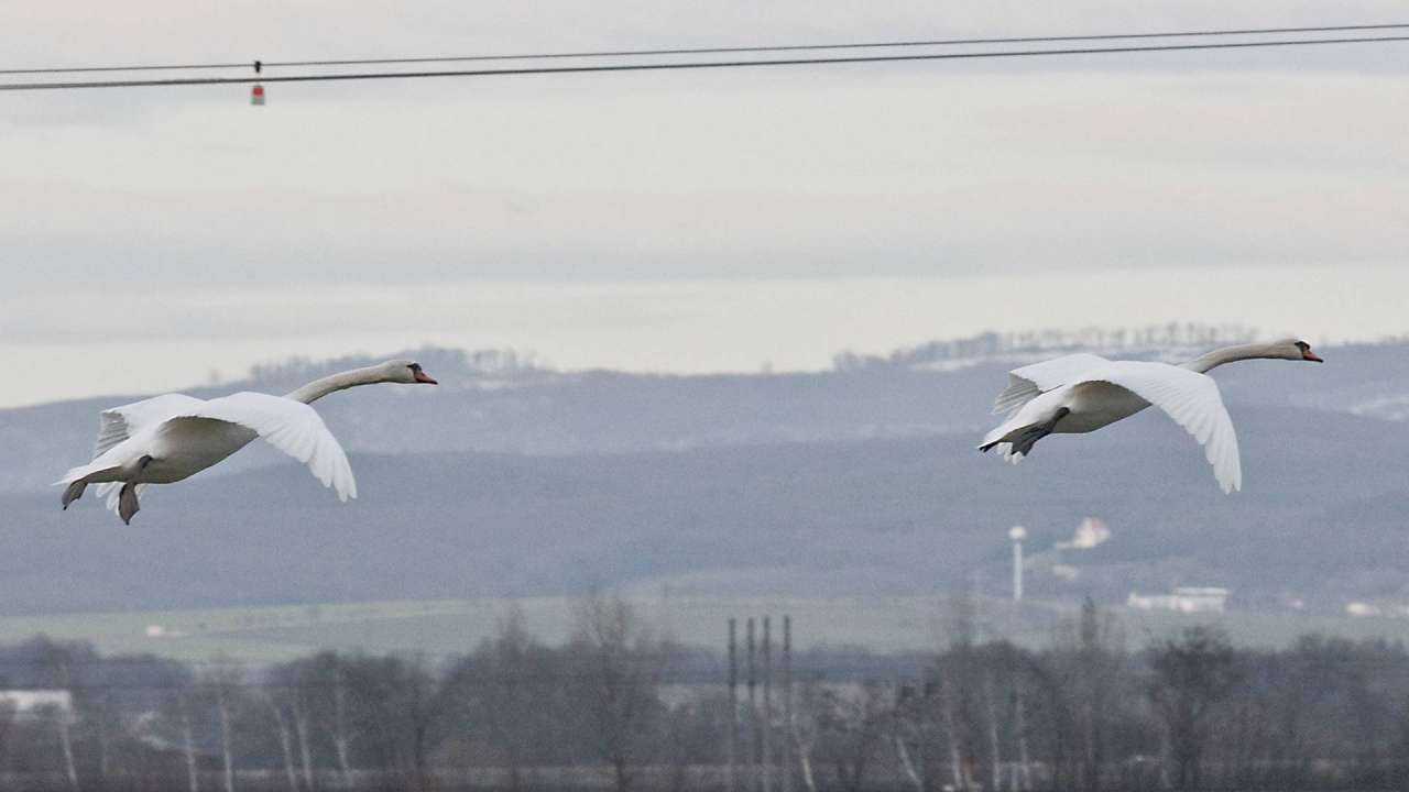 Energia verejnosti pre vtáky!