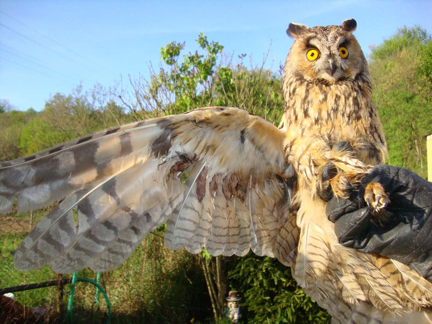 New aviary for injured wild animals in Bratislava