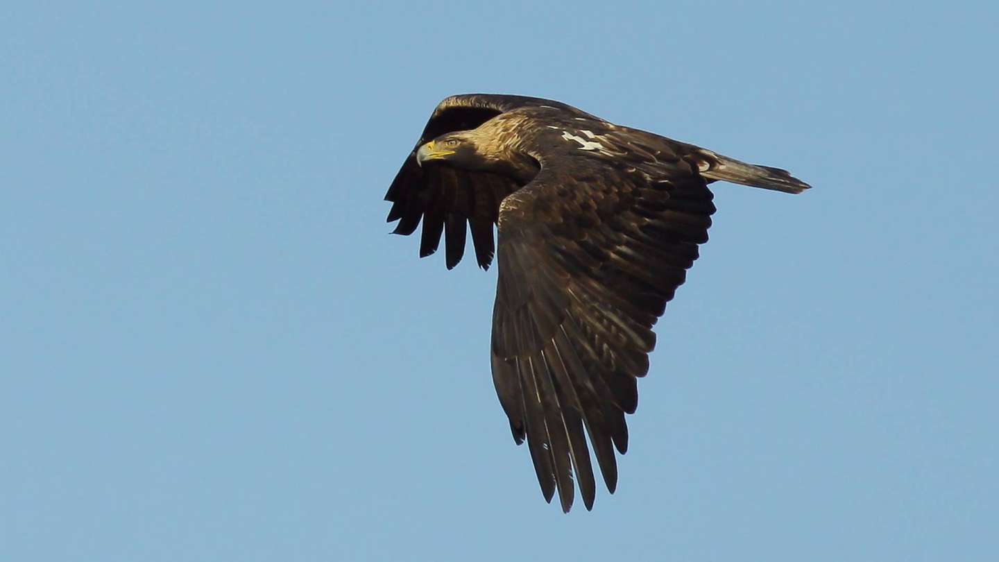 The birds of prey census results are known