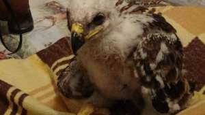 Young Imperial Eagle survived