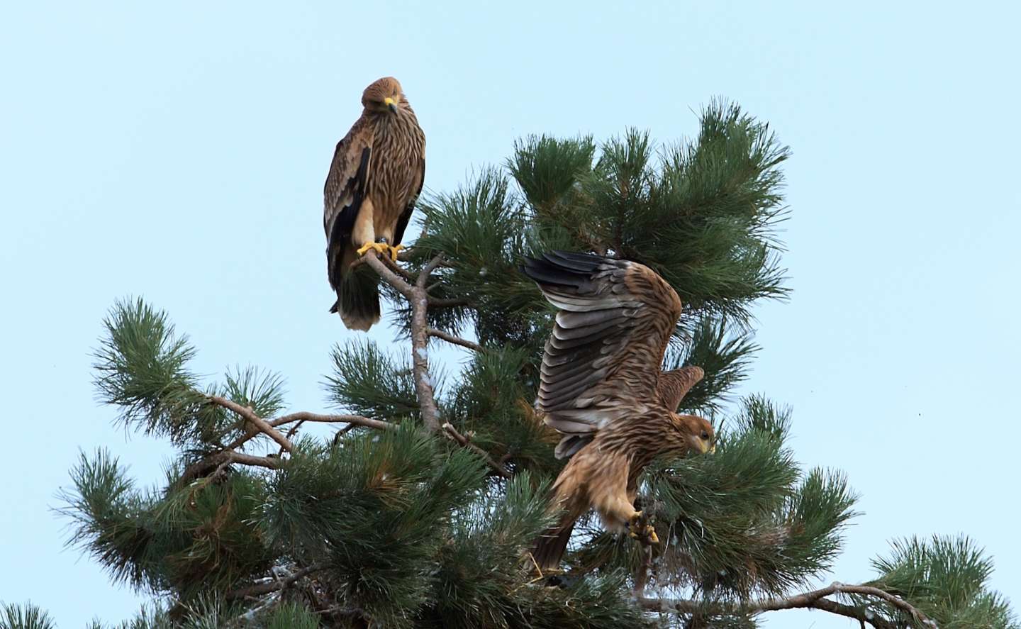 Adopted Eagle Karol flied out of nest