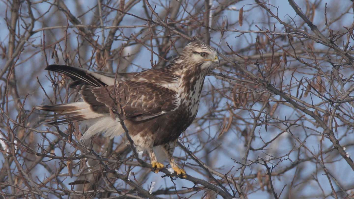 Slovakia during the cold days become home to northern species