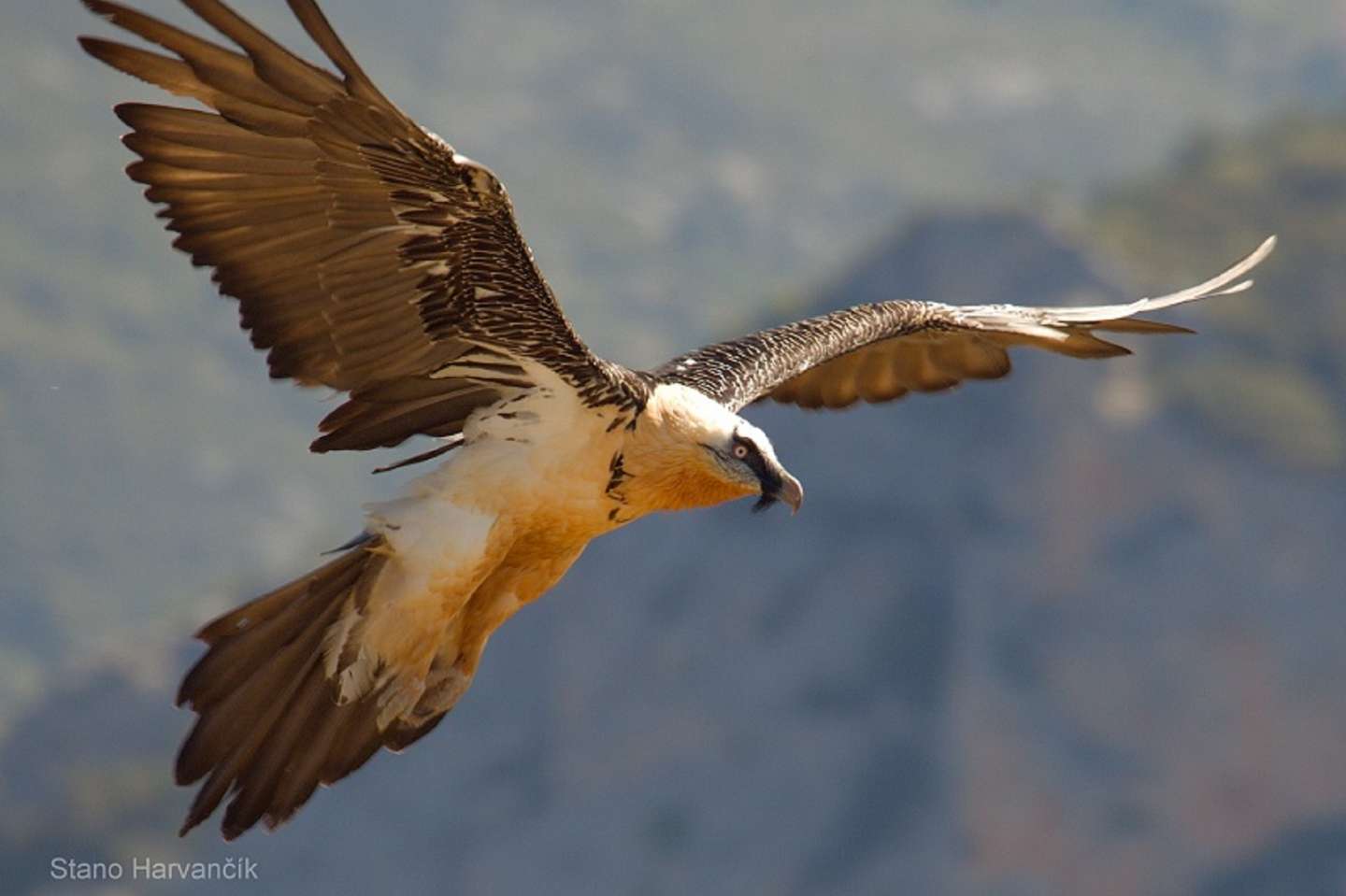 Four new bird species appeared in Slovakia in 2016