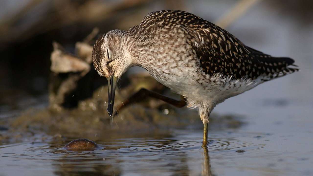 Shorebirds, the World’s Greatest Travelers, Face Extinction