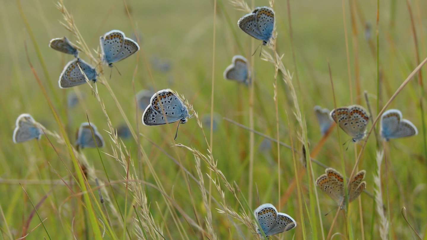 Suslik colonies in Hrhov turned blue for a while