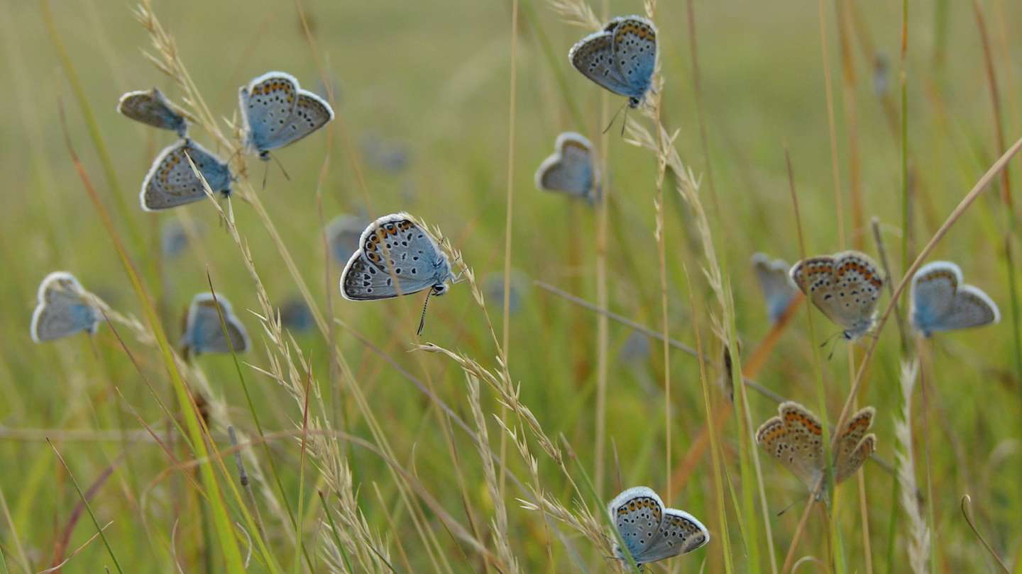 Suslik colonies in Hrhov turned blue for a while