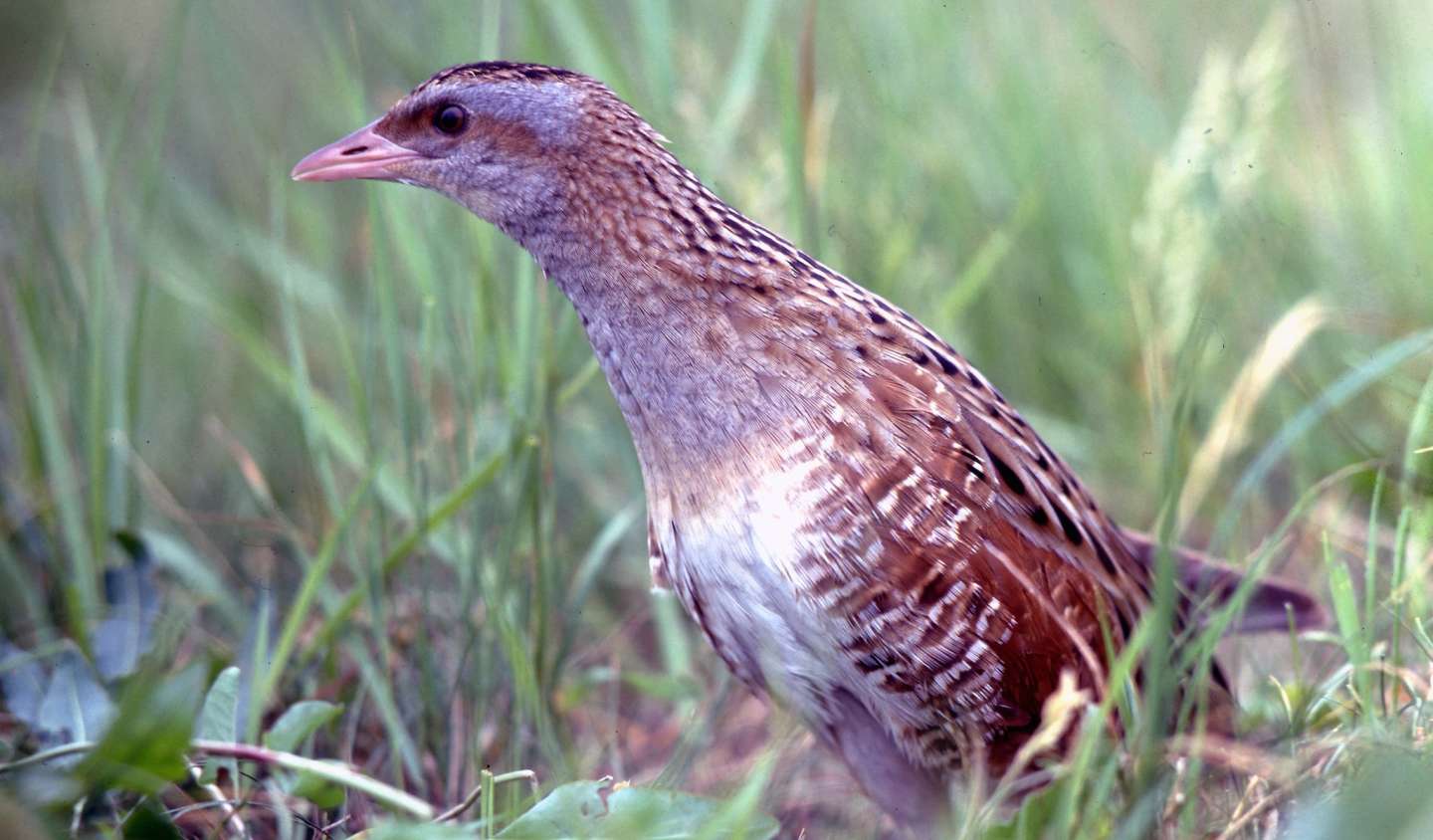 Corncrake