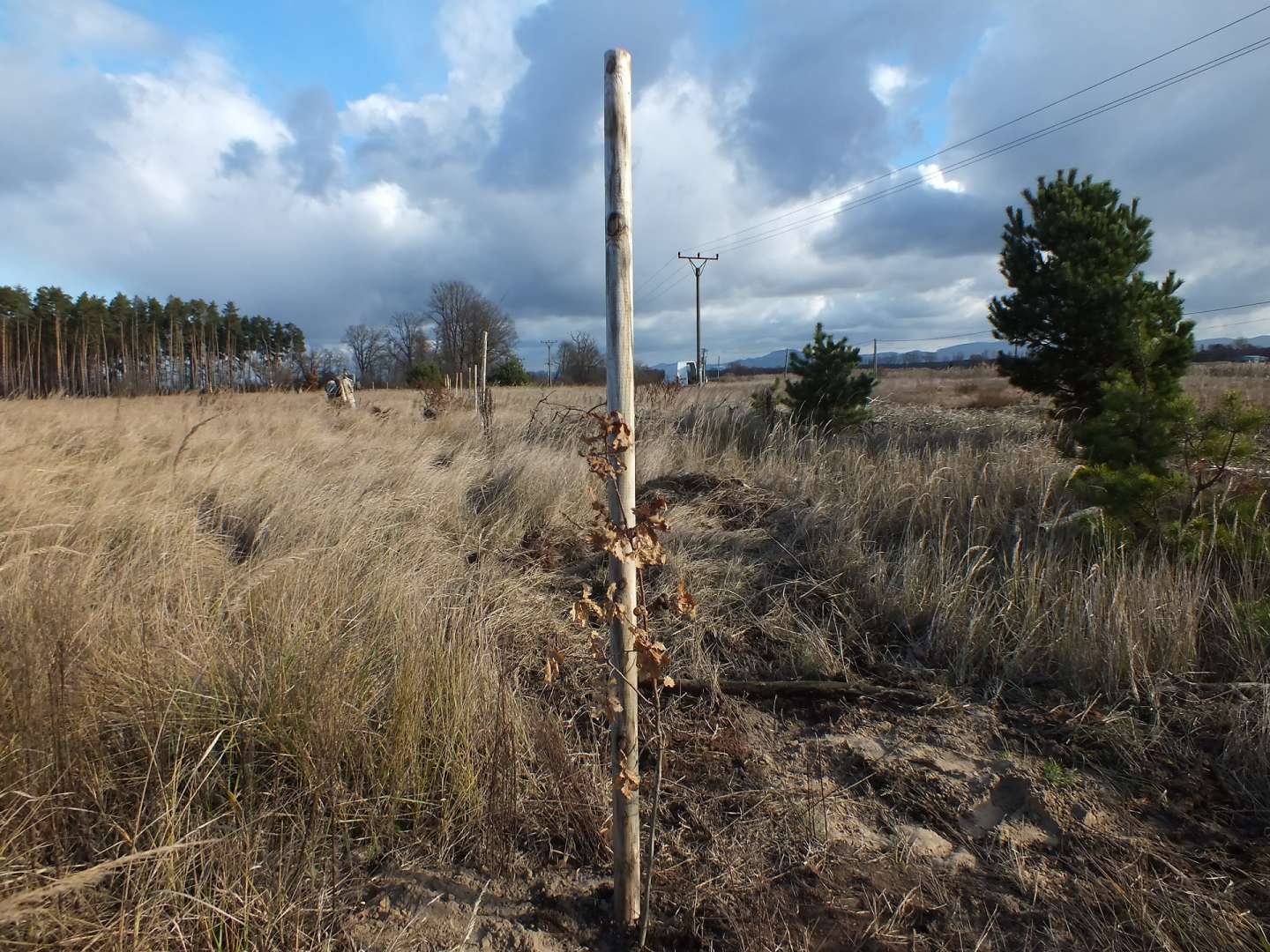 550 trees and 8 000 insulators will protect birds in Slovakia