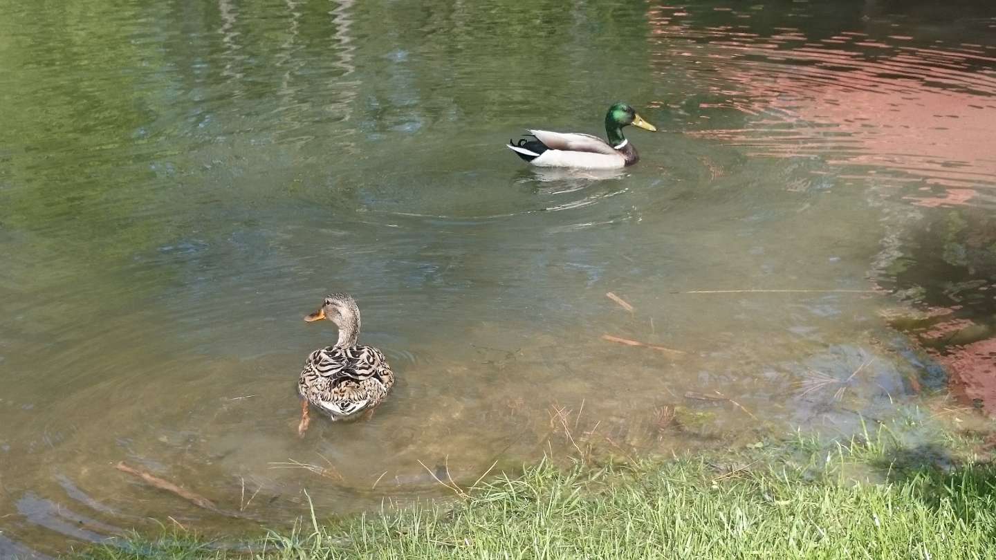 Priebežné výsledky - apríl 2017