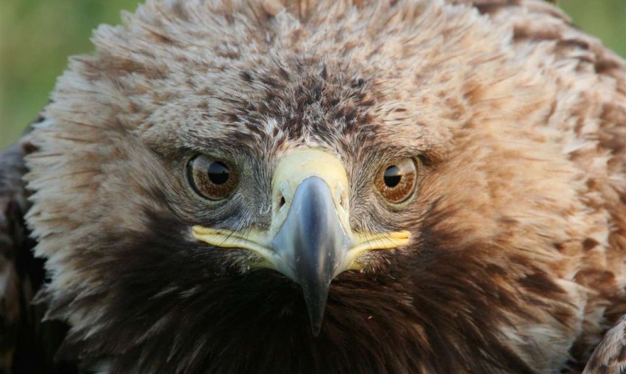 Ochrana dravcov na Slovensku