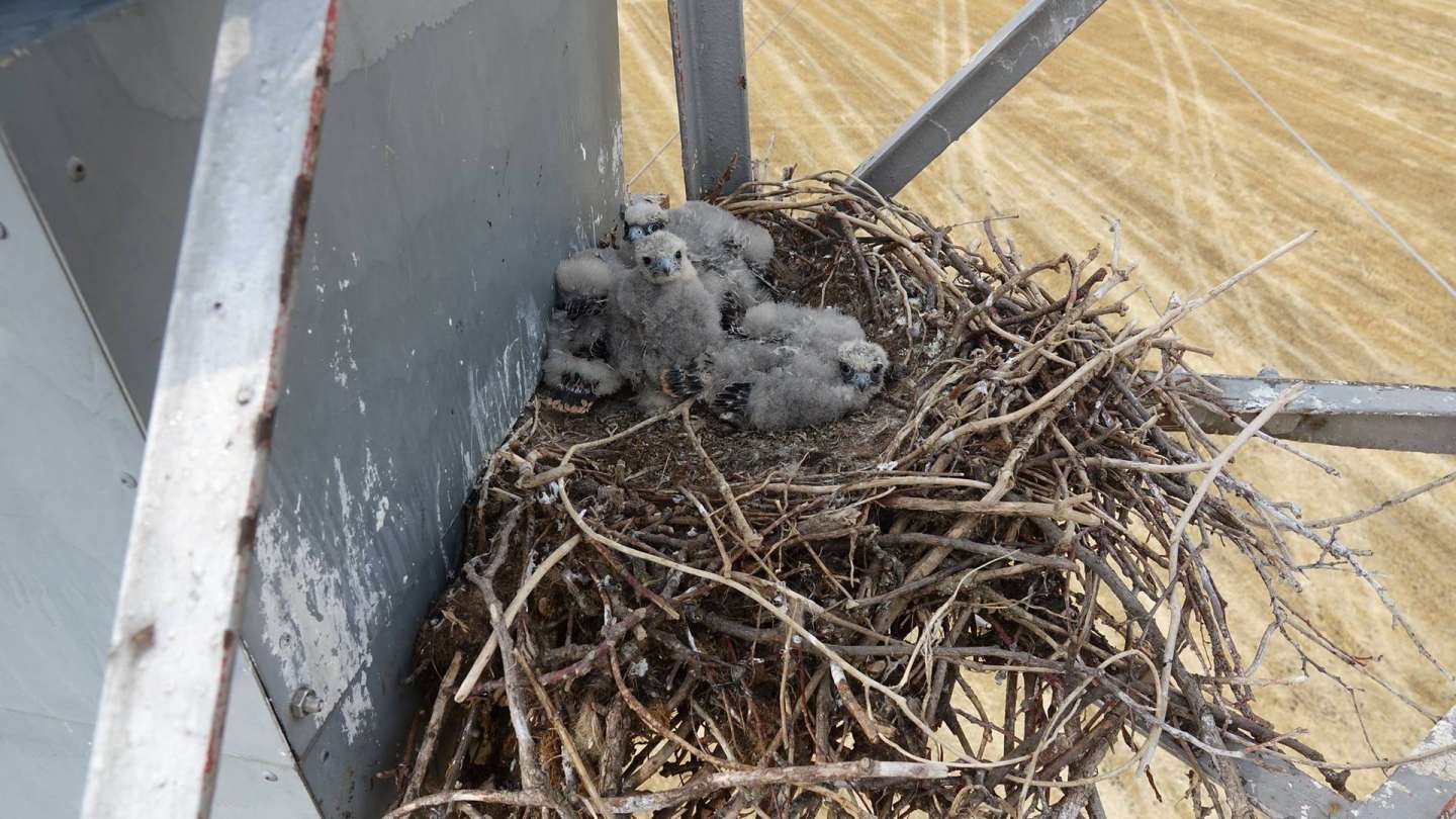 Energetics postponed the work on the wiring, where the Eurasian Hobby nests