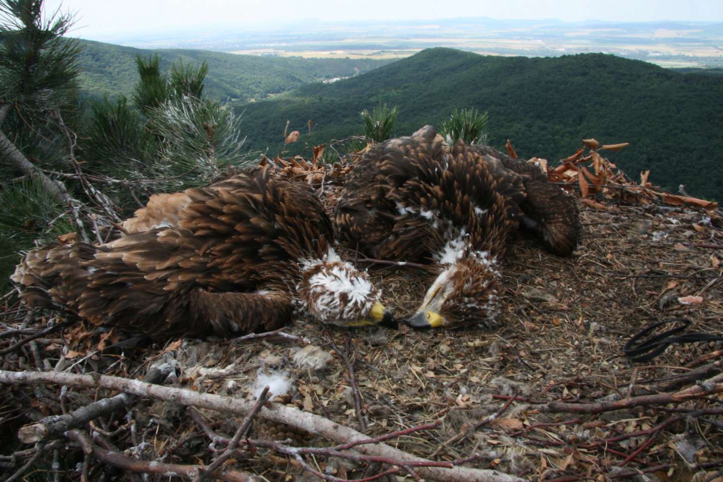 Na hniezde vzácneho orla našli dve mŕtve mláďatá