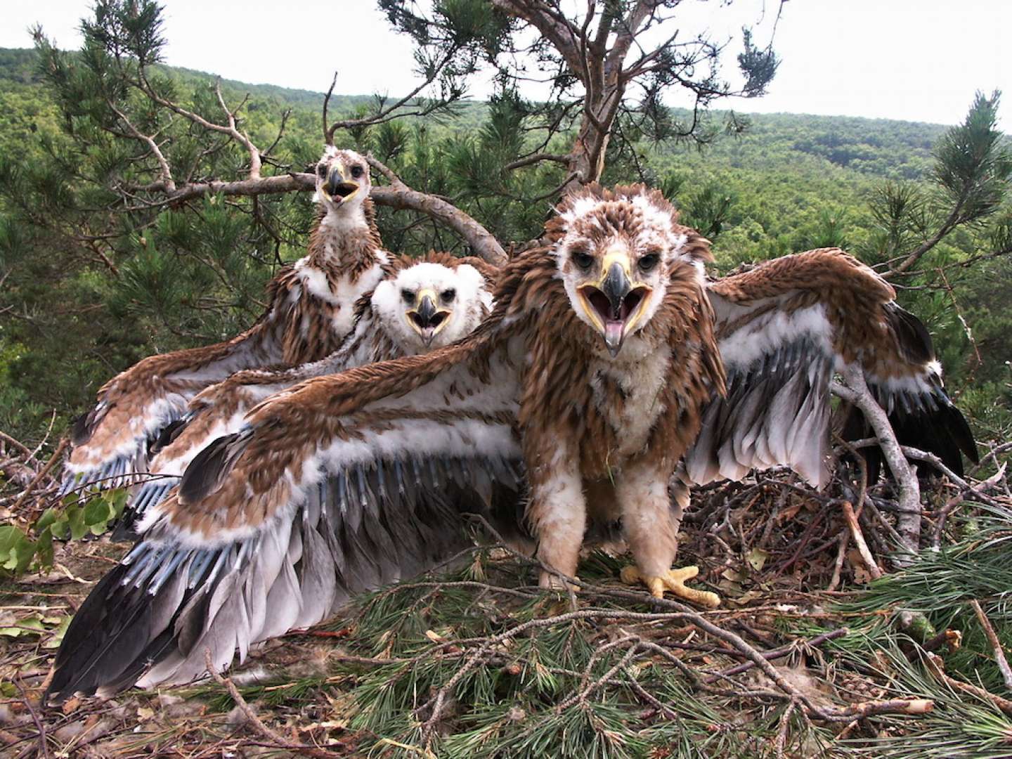 DNA tests revealed nesting of Slovak Imperial Eagles in Hungary