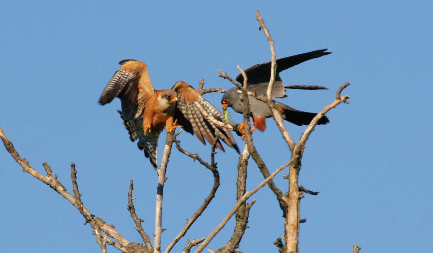 Red-footed Falcon