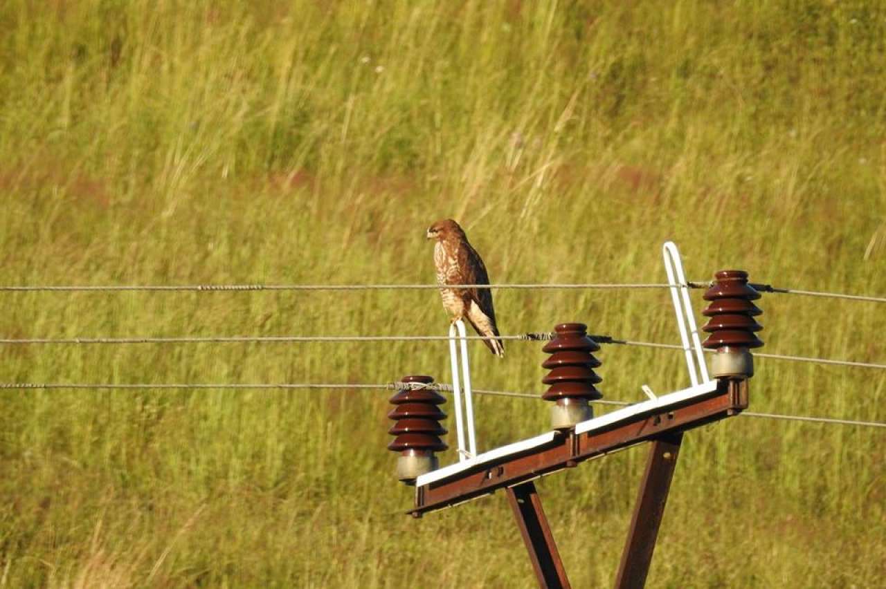 Prečo niektoré vtáky sedia na drôtoch a iné zabije elektrina?