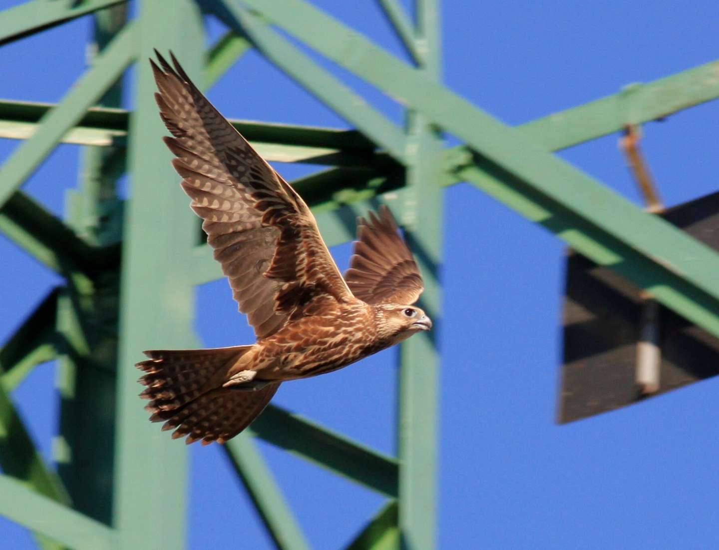 Slovakia joins the rare birds of prey census