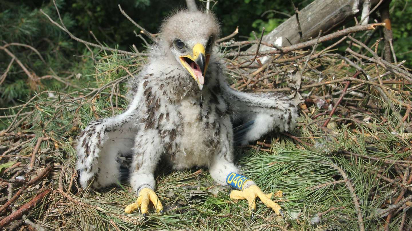 Vtáčia Akadémia predstavuje - označovanie vtákov krúžkami