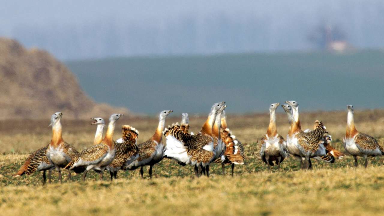 Great bustard seen after 30 years