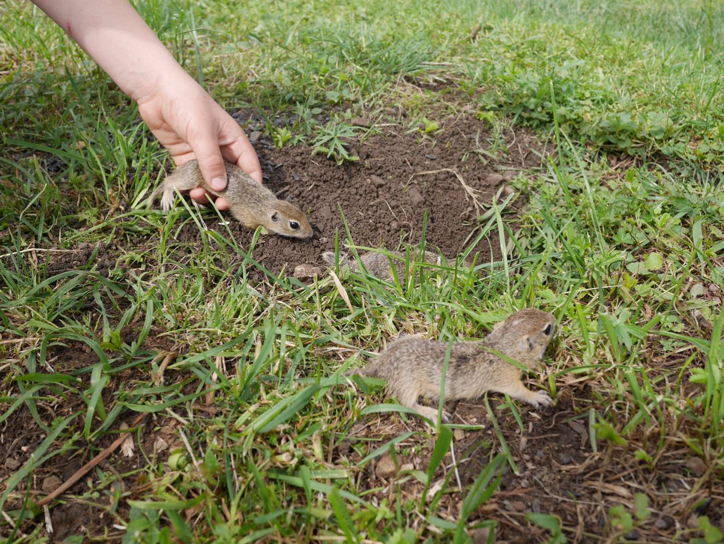 Sedemnásť sysľov zachránili pred smrťou