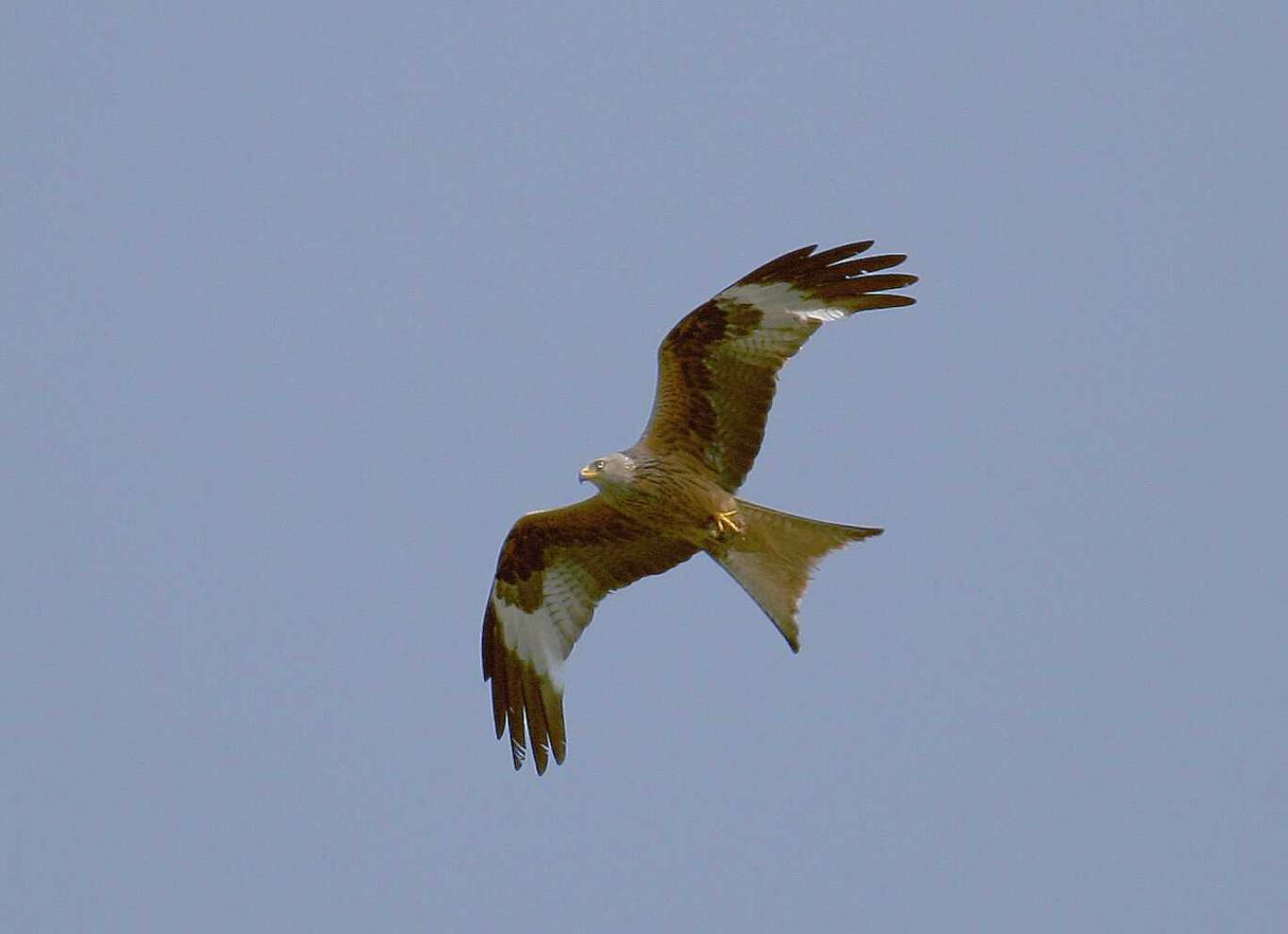 The Red kite from the east to spend the winter in the west