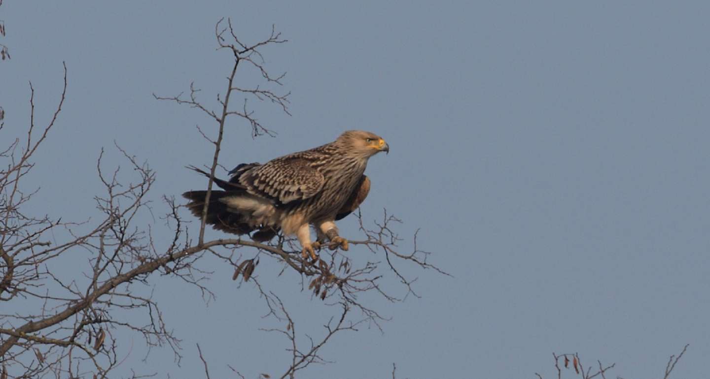 The Birds of Prey Census Results Assist in Bird Protection