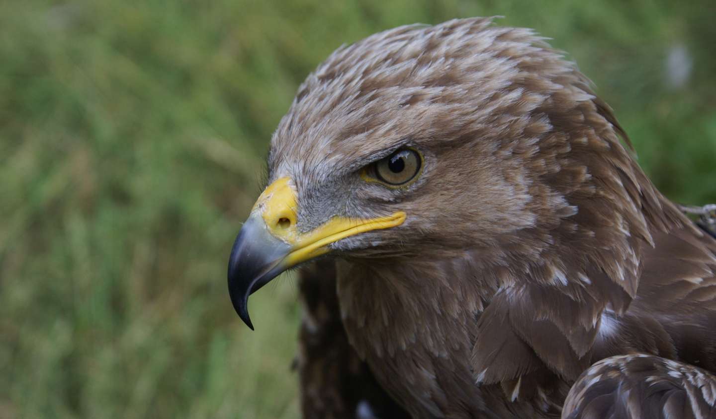 Lesser Spotted Eagle