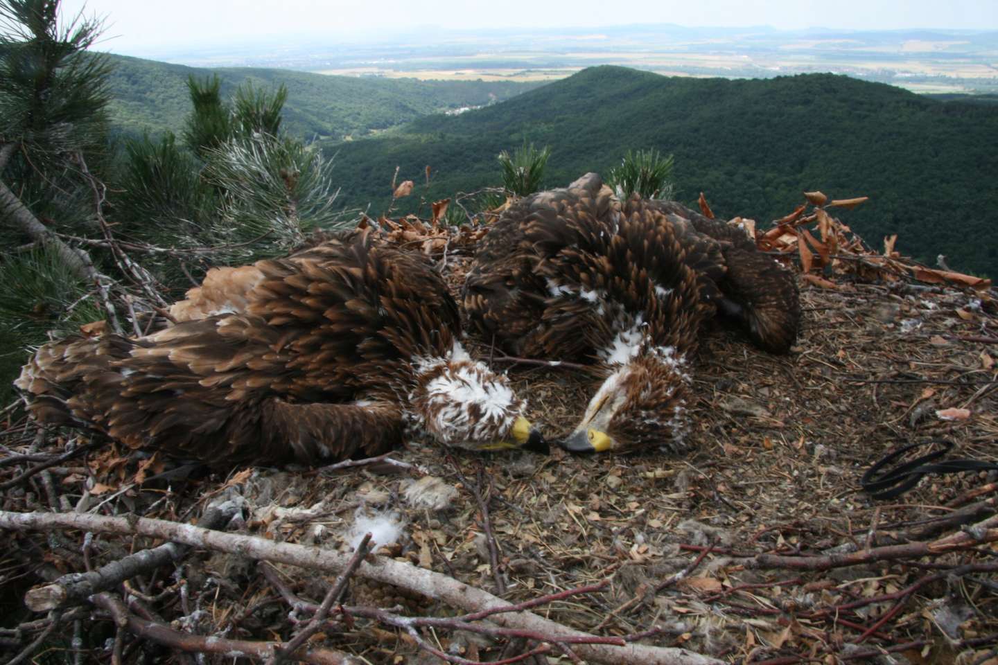 Two death nestlings found in nest