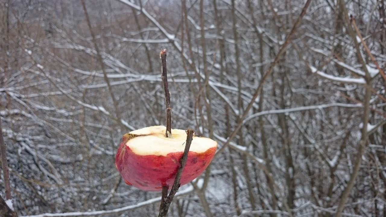 Zásady správneho prikrmovania v zime