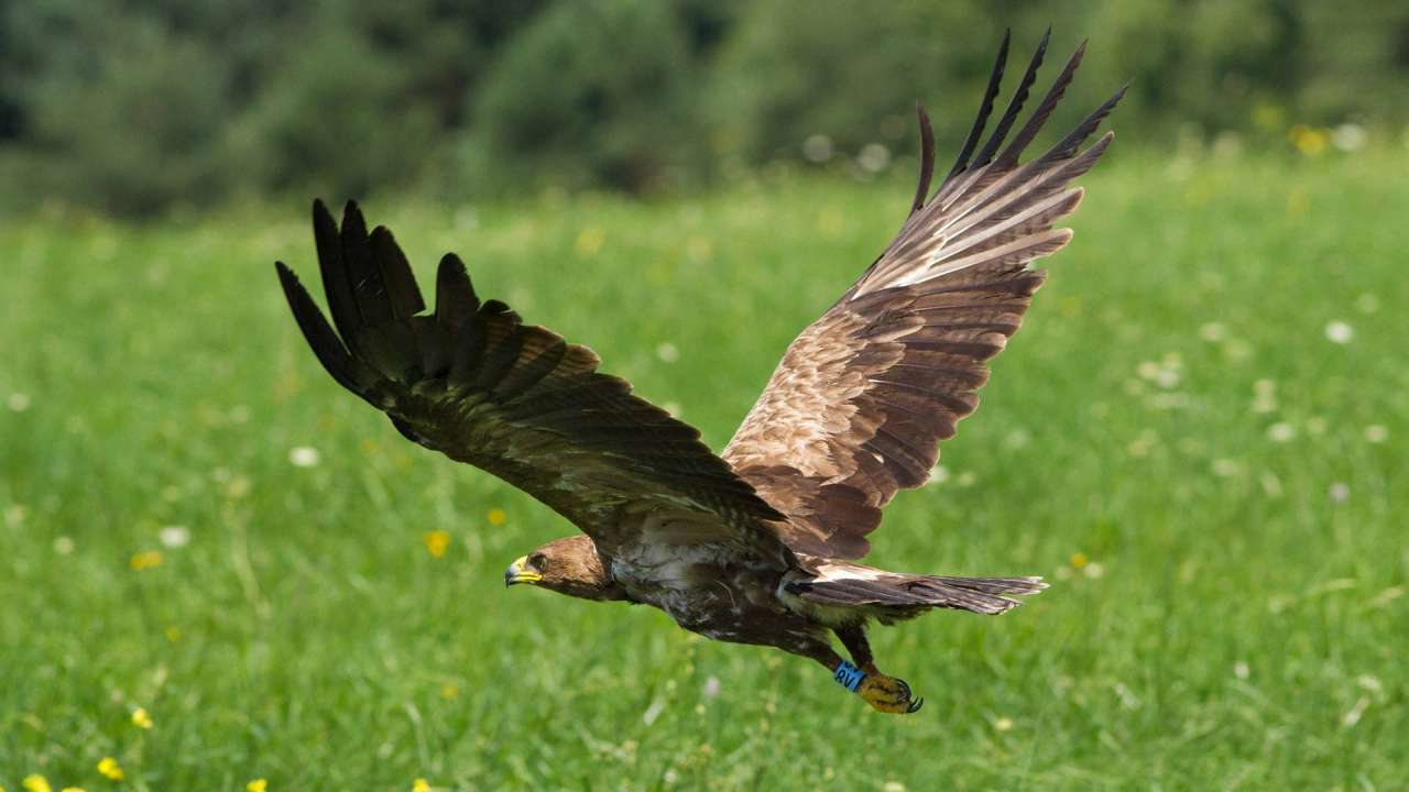 Exhibition &quot;High on the wings - What we know about the Lesser Spotted Eagle&quot;