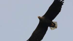 Ornithologists in Europe continued in the monitoring of raptors