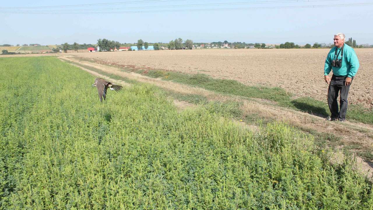 Endangered saker falcon was released into the wild after successful treatment